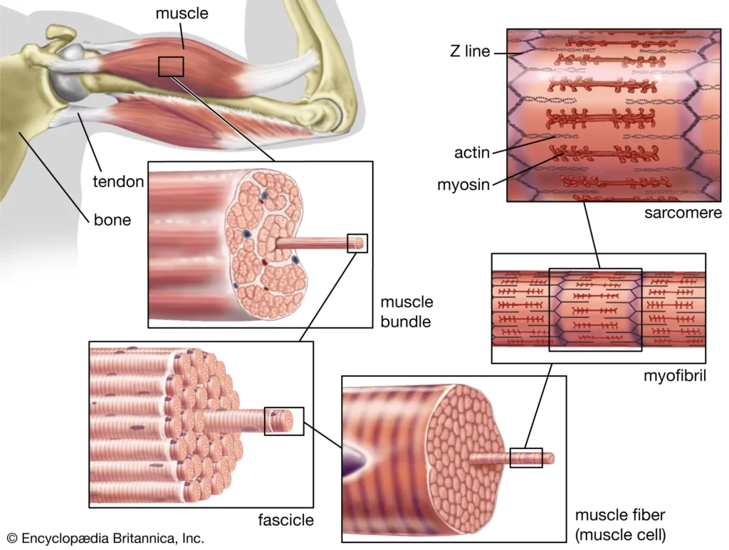 Skeletal Muscle
