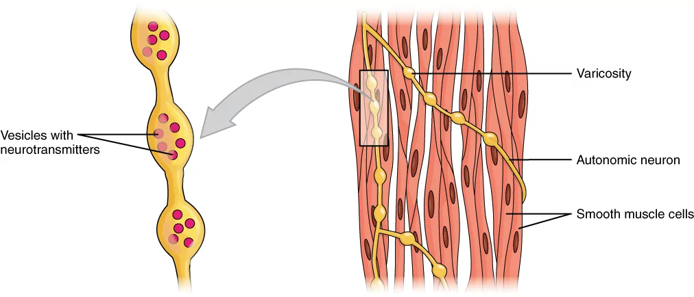 Smooth Muscle