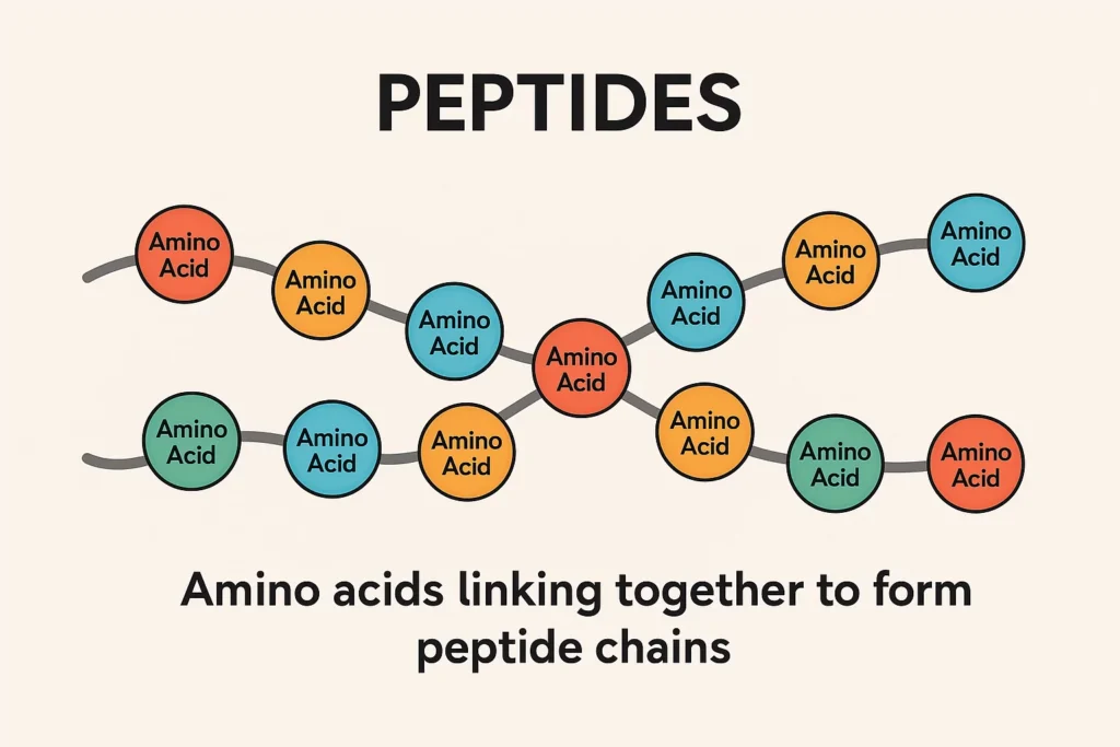 Diagram showing amino acids linking together to form peptide chains