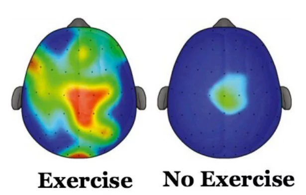 Conceptual image showing brain activity and hormone release during strength training