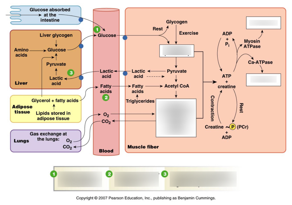 Illustration showing how muscle tissue burns glucose and improves metabolic health