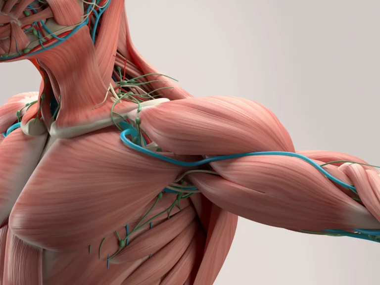 Muscles: Types, Contraction, Hypertrophy & Fatigue Muscles