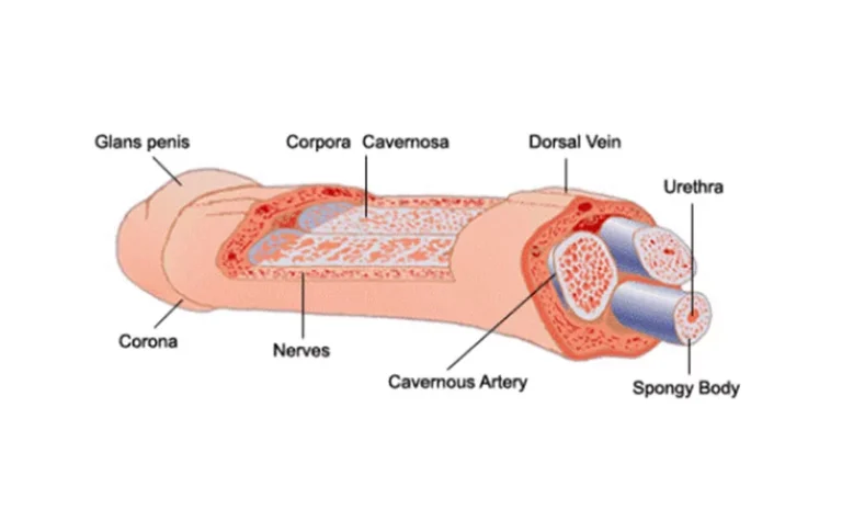 Penis Anatomy