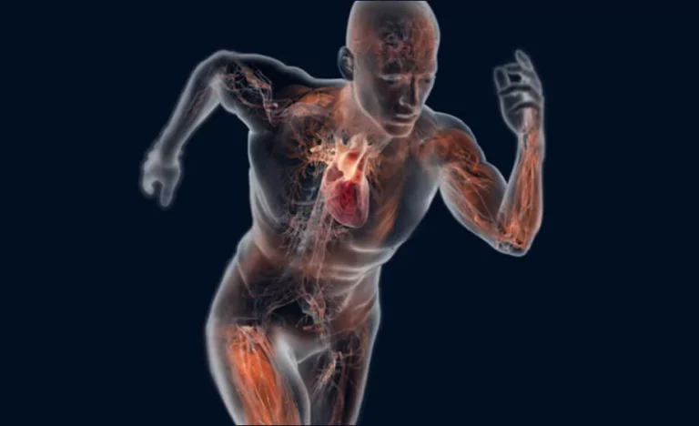 Physiology of Exercise: How the Body Responds to Training Physiology of Exercise